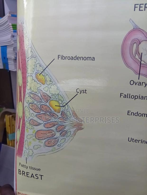 Chart - Female Reproductive System - thumbnail 6