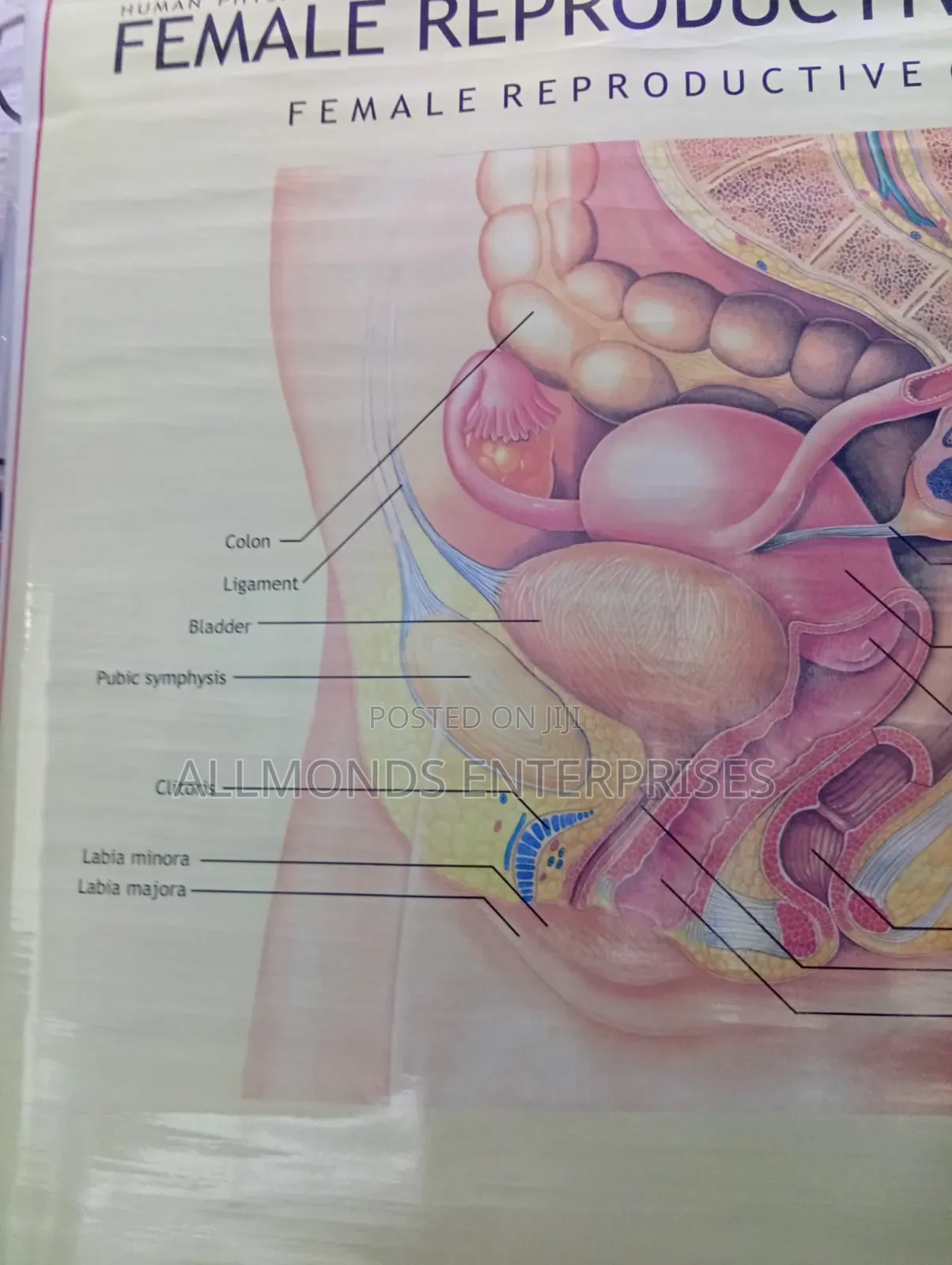 Chart - Female Reproductive System