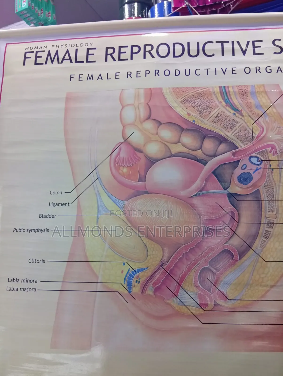 Chart - Female Reproductive System