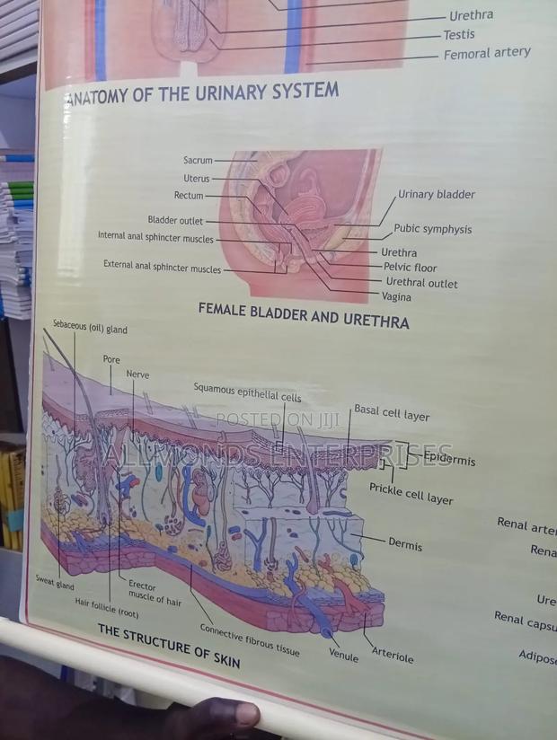Chart: Kidney, Skin, Excretory Organs! - thumbnail 4