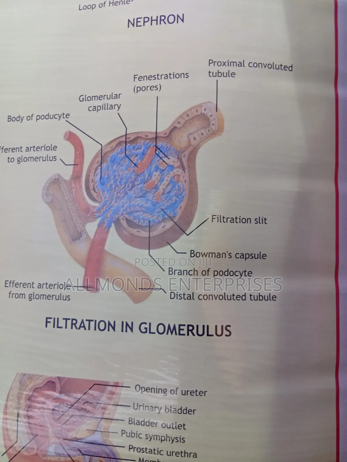 Chart: Kidney, Skin, Excretory Organs!