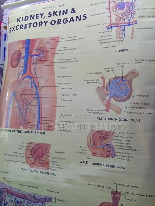 Chart: Kidney, Skin, Excretory Organs!