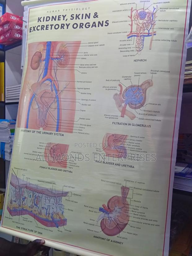 Chart: Kidney, Skin, Excretory Organs! - thumbnail 9