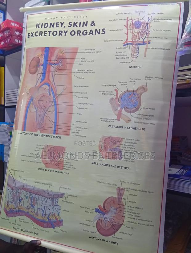 Chart: Kidney, Skin, Excretory Organs! - thumbnail 10