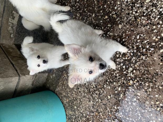 1-3 months Female Purebred Japanese Spitz - thumbnail 3