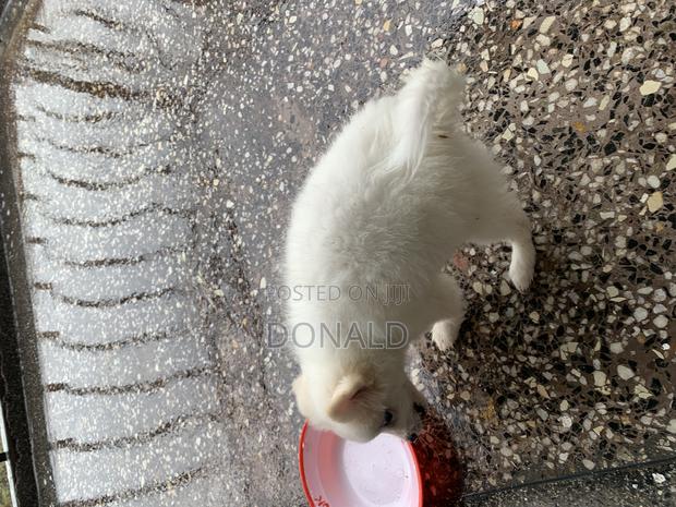 1-3 months Female Purebred Japanese Spitz - thumbnail 7