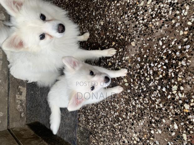 1-3 months Female Purebred Japanese Spitz - thumbnail 5