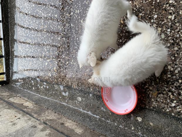 1-3 months Female Purebred Japanese Spitz - thumbnail 9