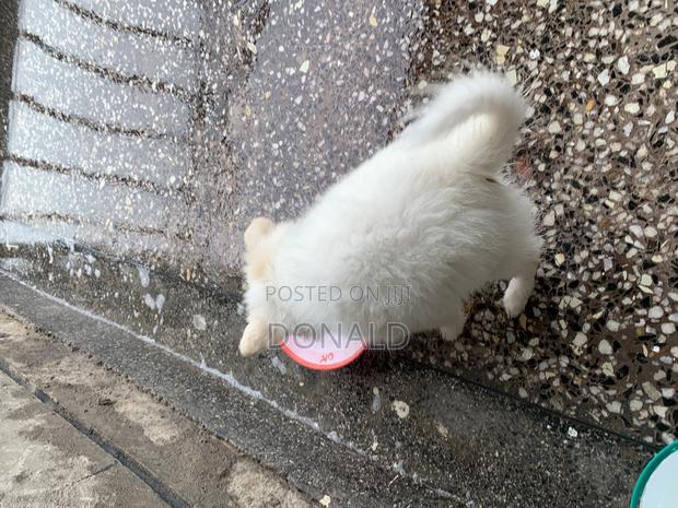 1-3 months Female Purebred Japanese Spitz - thumbnail 8