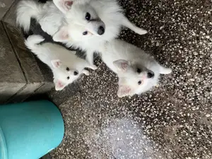 1-3 months Female Purebred Japanese Spitz