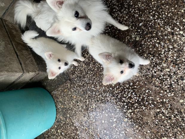 1-3 months Female Purebred Japanese Spitz