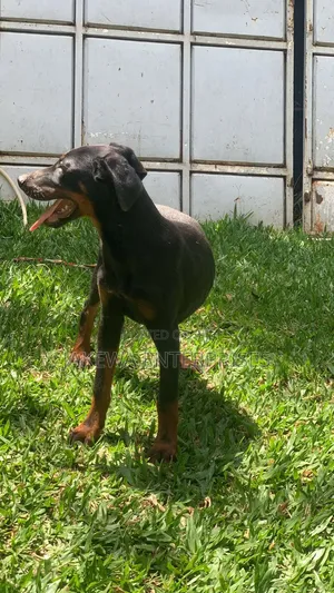 1-3 months Male Purebred Doberman Pinscher