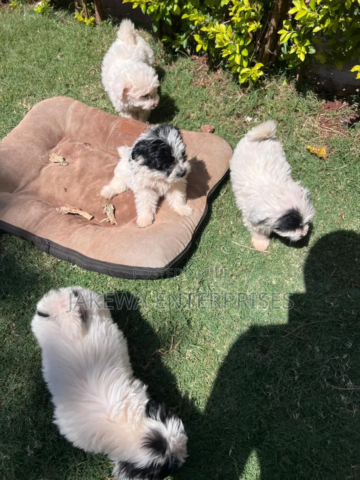 1-3 months Male Purebred Havanese