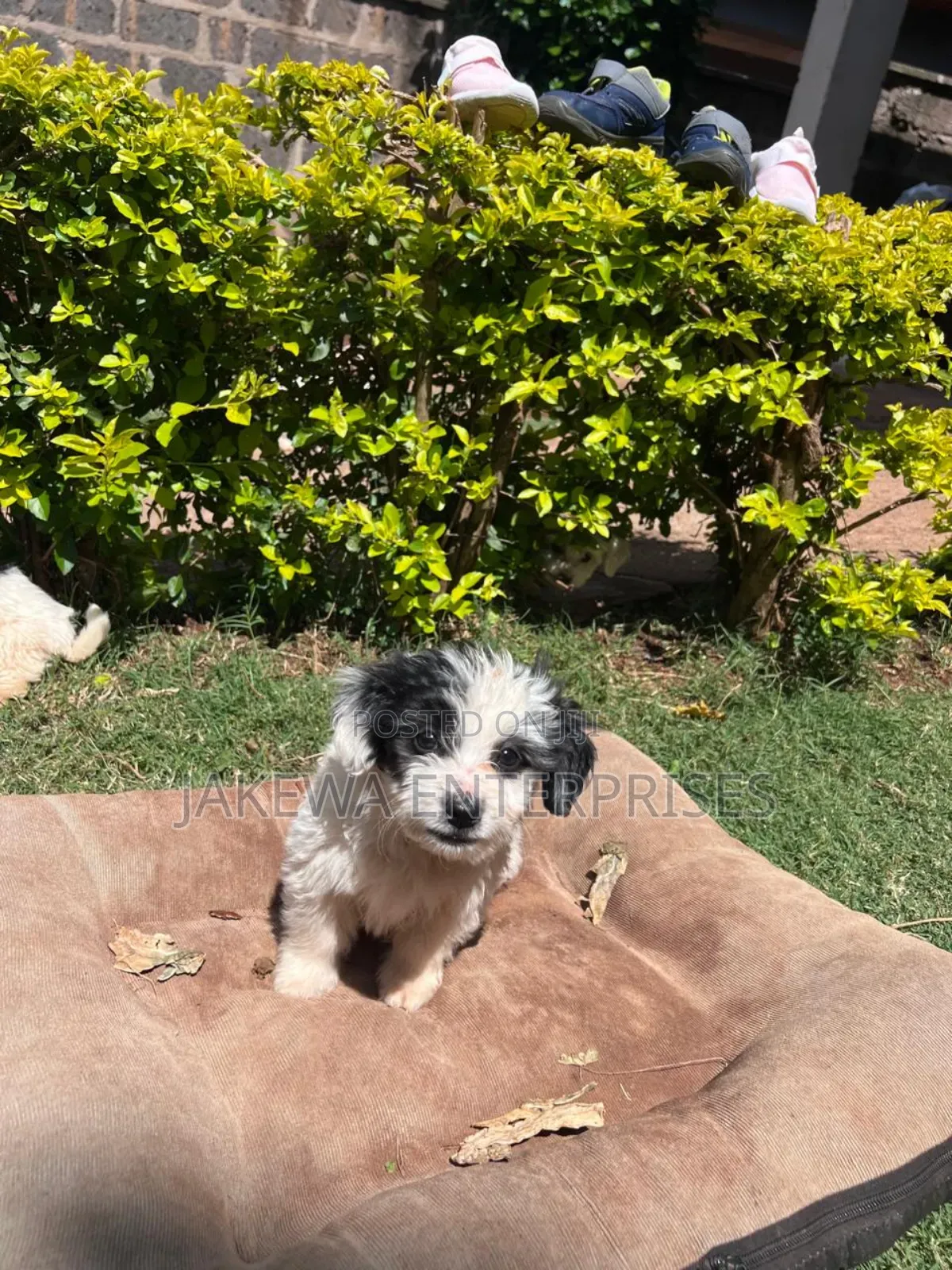 1-3 months Female Purebred Havanese