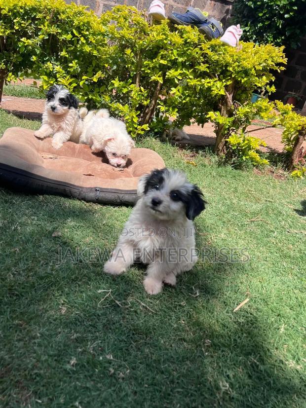 1-3 months Male Purebred Havanese - main view
