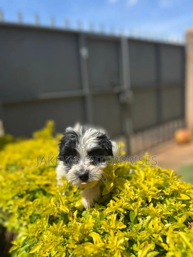 1-3 months Female Purebred Havanese