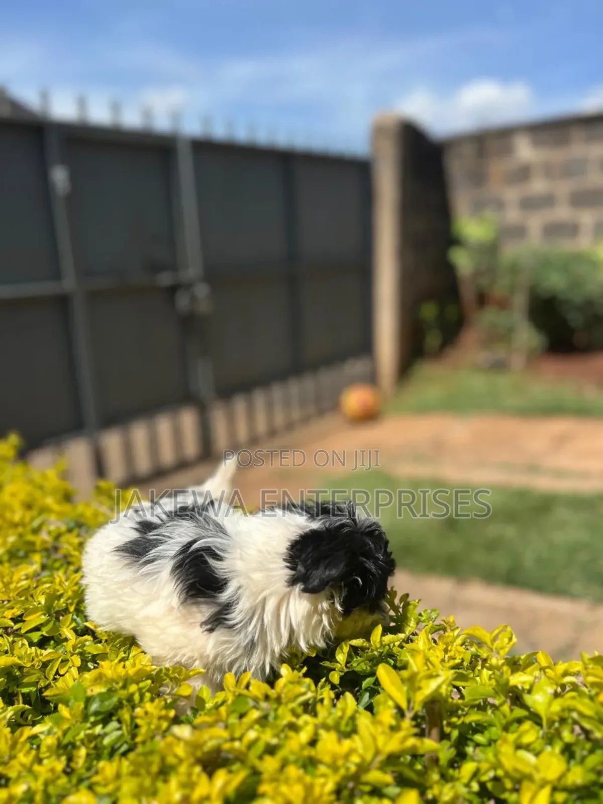 1-3 months Female Purebred Havanese
