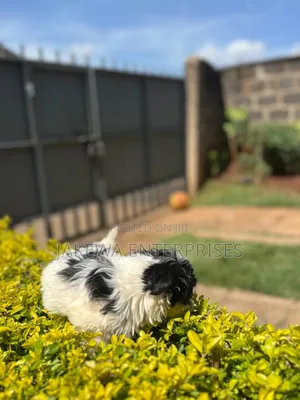 1-3 months Female Purebred Havanese