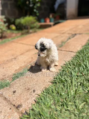 1-3 months Female Purebred Havanese