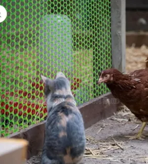 Plastic Poultry Mesh 2×25m Roll