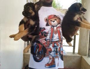 1-3 months Female Purebred German Shepherd - main view