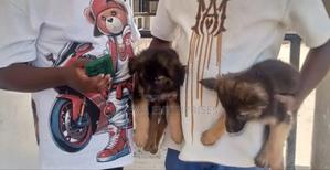 1-3 months Female Purebred German Shepherd - main view