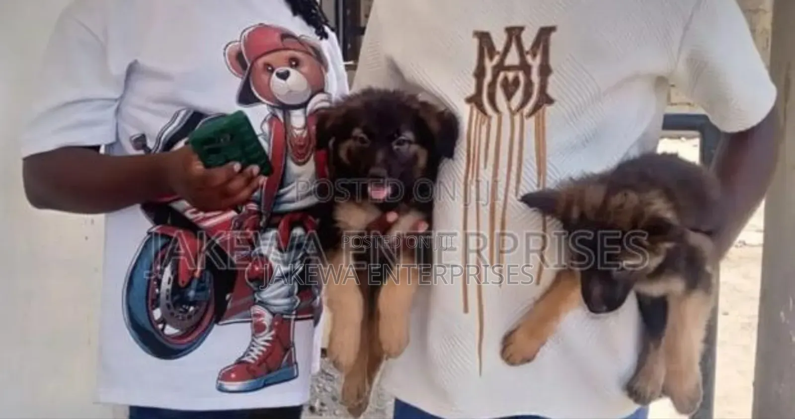 1-3 months Female Purebred German Shepherd