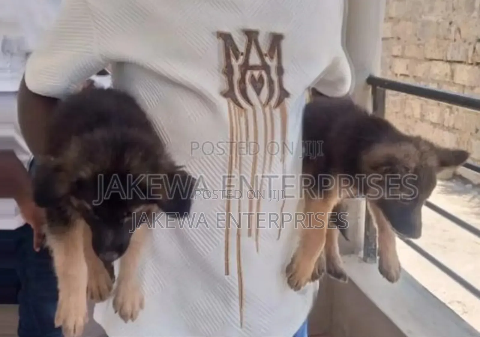 1-3 months Female Purebred German Shepherd