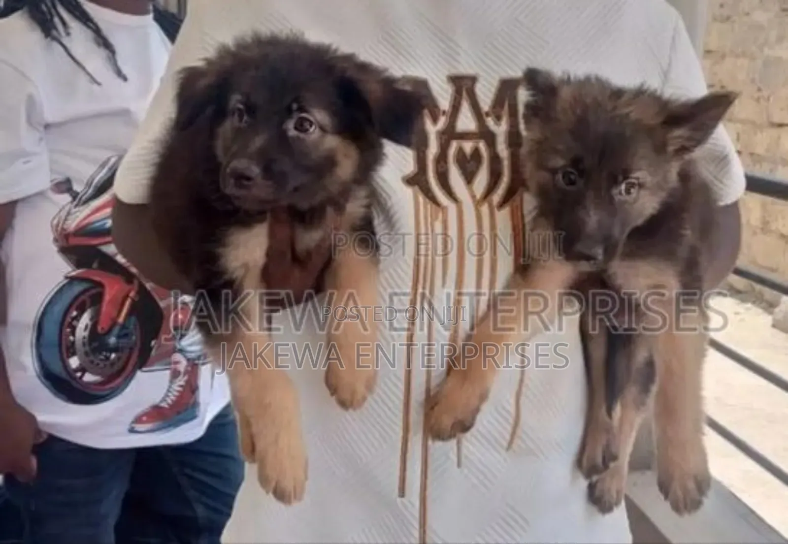1-3 months Female Purebred German Shepherd
