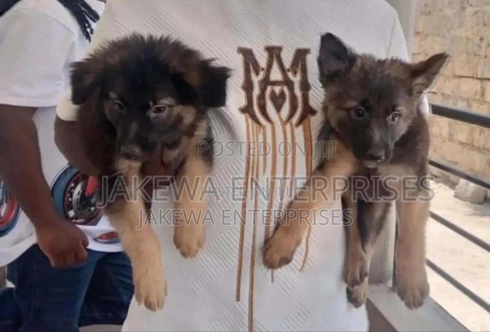 1-3 months Female Purebred German Shepherd