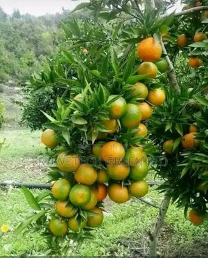 Grafted Tangelo , Clementine - main view