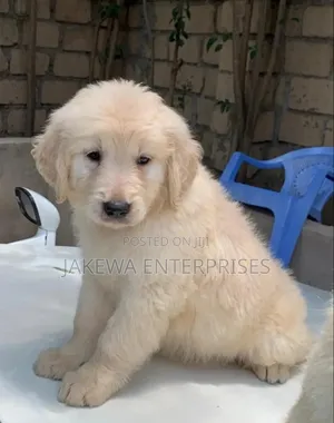 1-3 months Male Purebred Golden Retriever