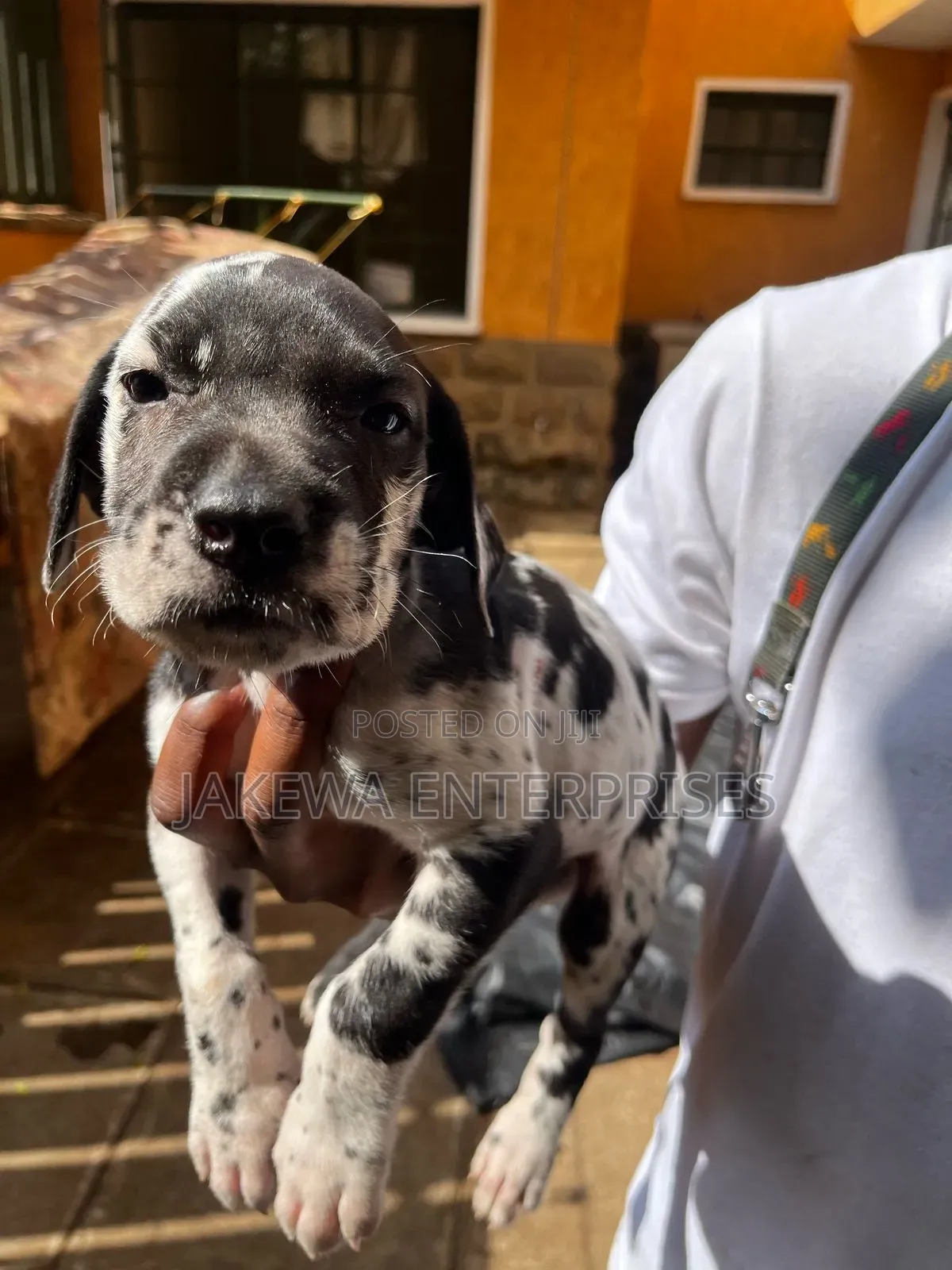 1-3 months Male Purebred Great Dane