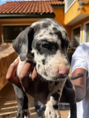 1-3 months Male Purebred Great Dane