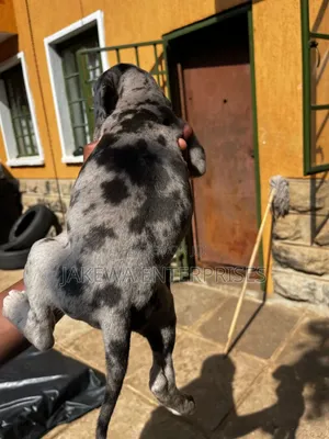 1-3 months Male Purebred Great Dane