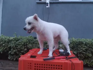 Mobile Dog Grooming Services