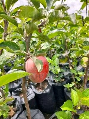 Apple Seedlings - thumbnail 2