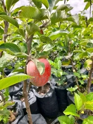 Apple Seedlings
