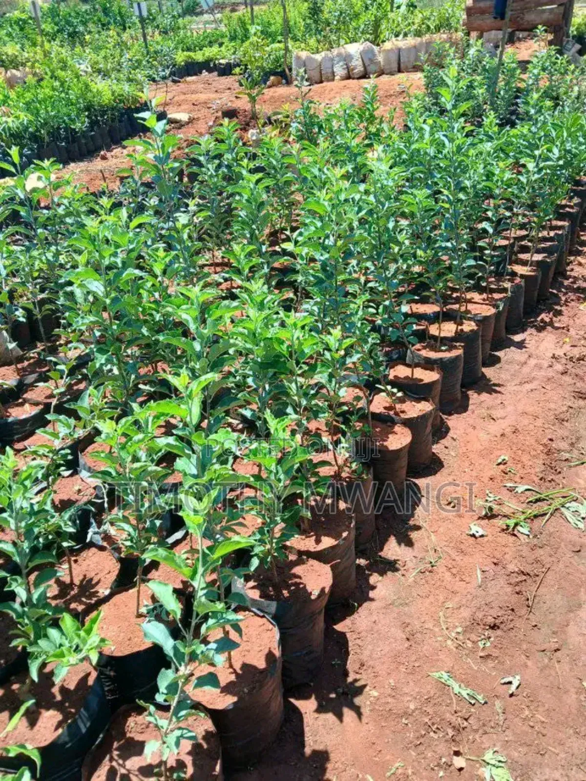 Apple Seedlings