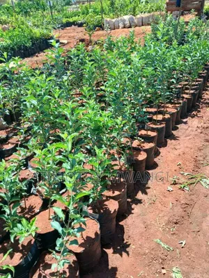 Apple Seedlings