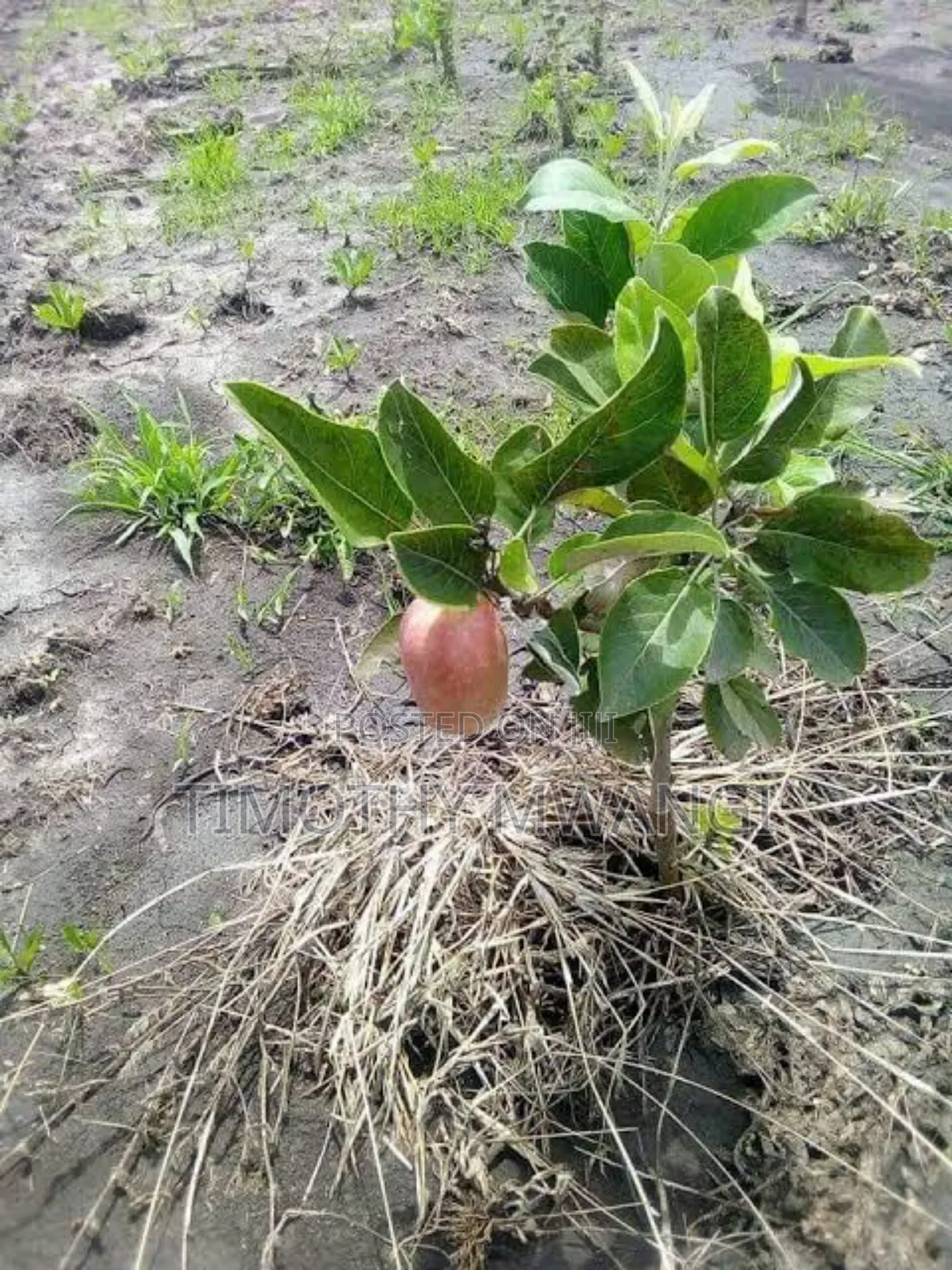 Apple Seedlings