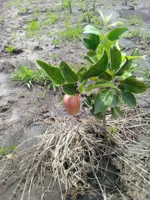 Apple Seedlings