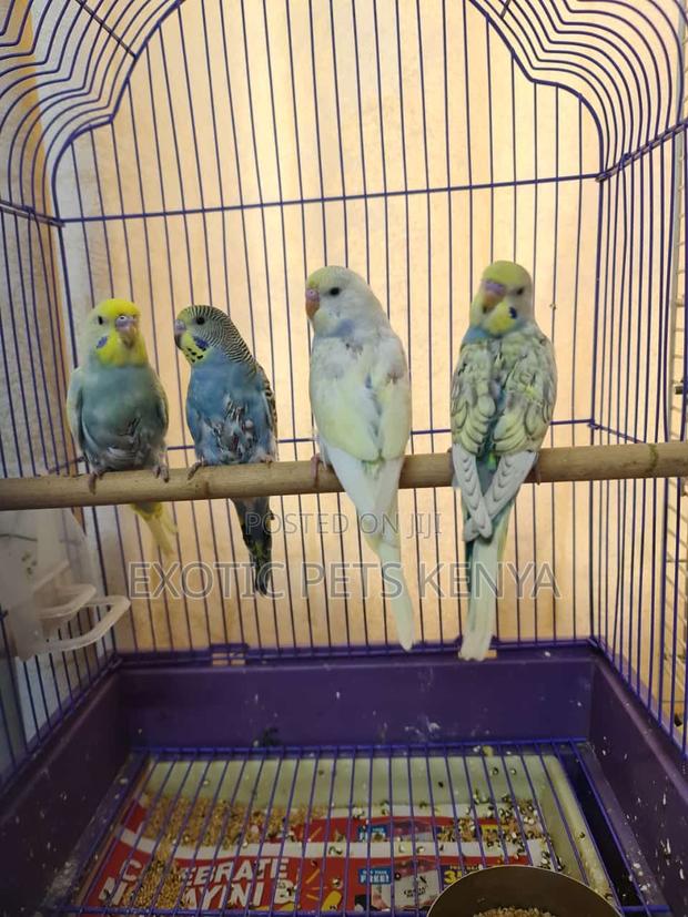 Budgies Special Colors
