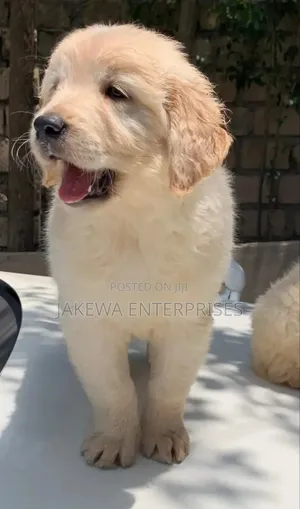 1-3 months Male Purebred Golden Retriever
