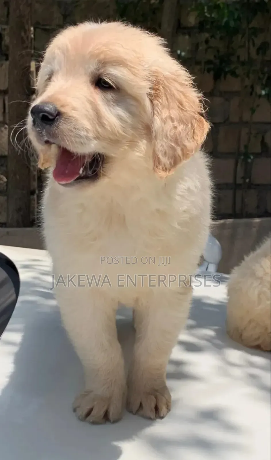 1-3 months Male Purebred Golden Retriever