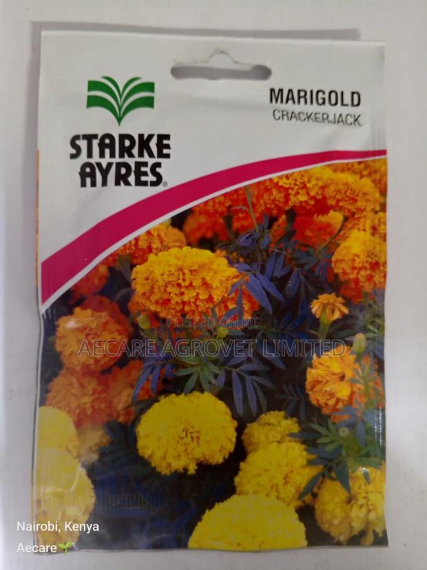 Marigold Cracker Jack Flower Seeds 3.5 Grams - thumbnail 3