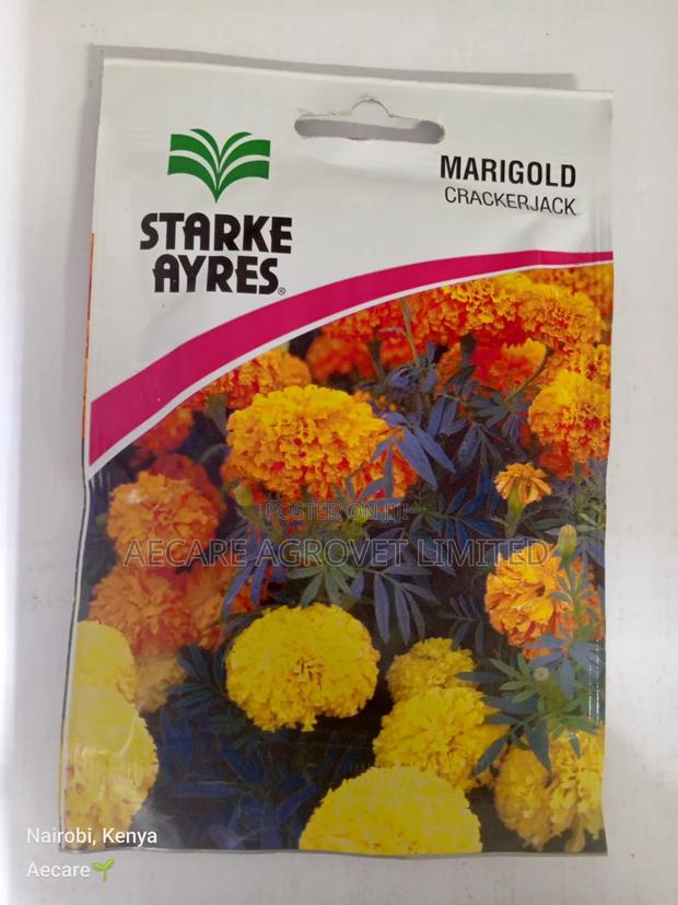 Marigold Cracker Jack Flower Seeds 3.5 Grams - thumbnail 4