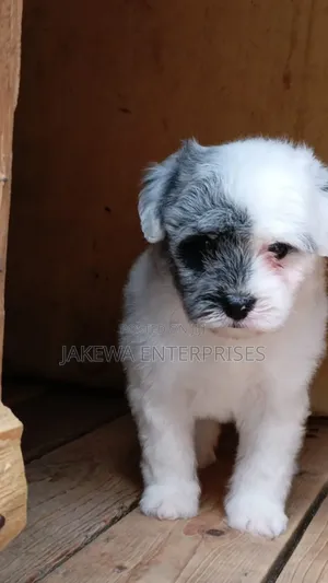 1-3 months Male Purebred Havanese