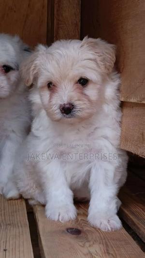 1-3 months Female Purebred Havanese - main view