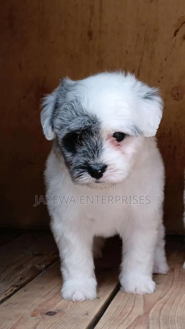 1-3 months Male Purebred Havanese